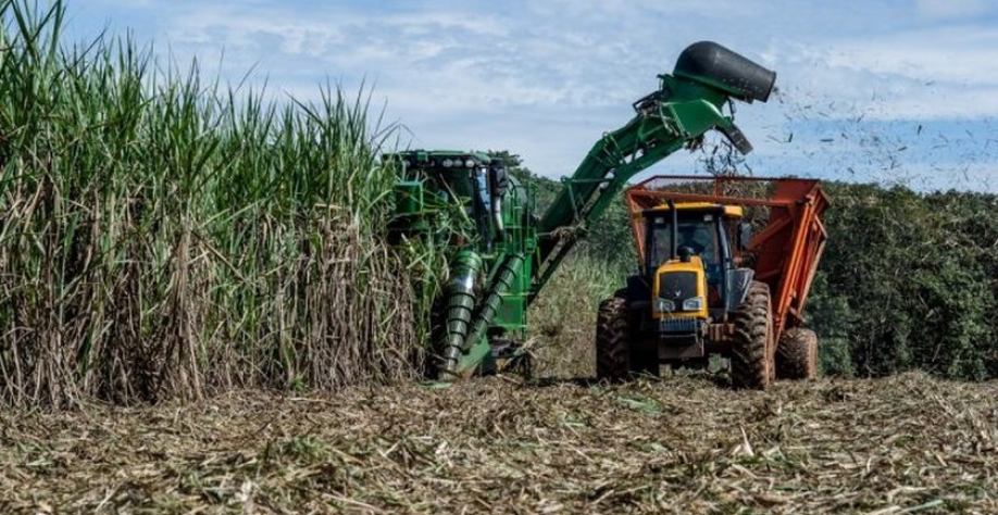 Deverão ser processadas mais de 18,8 milhões de toneladas de cana. - Foto: Reprodução