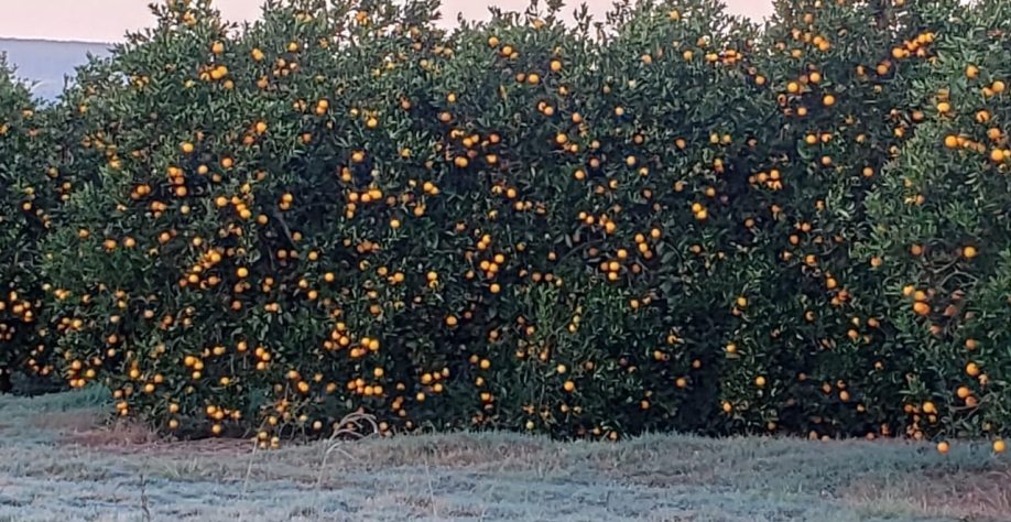 Laranja foi um das culturas atingidas pela onda de frio, mas como café e a cana ainda paira dúvidas sobre os prejuízos reais (AgriPlanning)