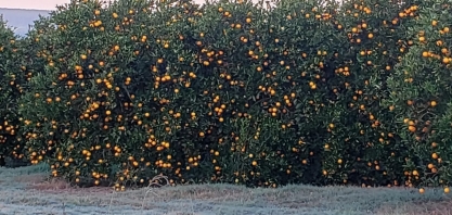 Café, suco de laranja e açúcar (menos) testam ainda apostas contra impacto das geadas