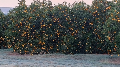 Café, suco de laranja e açúcar (menos) testam ainda apostas contra impacto das geadas