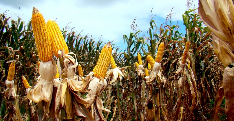 Foto: Arquivo Embrapa