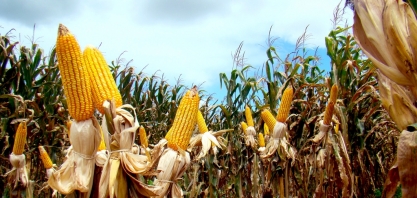 Açúcar natural diminui efeitos da seca na cultura do milho