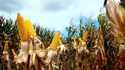 Açúcar natural diminui efeitos da seca na cultura do milho
