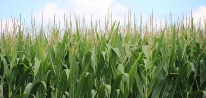 Área tratada com defensivos agrícolas cresceu 12,3% no segundo trimestre. Devido à safrinha, participação do milho dobrou no período