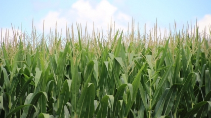 Área tratada com defensivos agrícolas cresceu 12,3% no segundo trimestre. Devido à safrinha, participação do milho dobrou no período