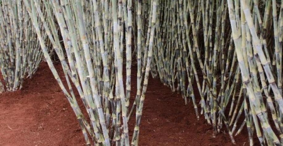 Novas cultivares são adaptadas para as regiões de cultivo que possuem características climáticas, solos, tecnologia de manejo e outros fatores que influenciam no seu desempenho agrícola - Foto: Reprodução