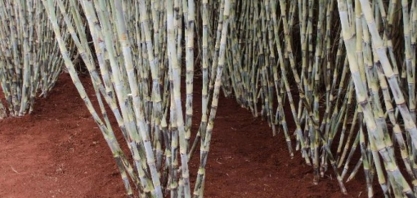 Em evento virtual, Ridesa libera 21 novas variedades de cana-de-açúcar RB