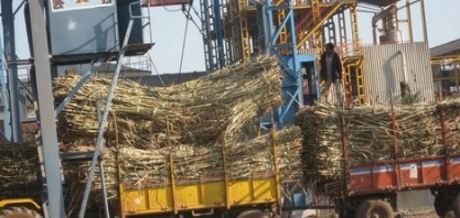 Usinas indianas se preparam para produzir açúcar bruto para exportação após rali de preços