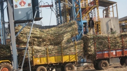 Usinas indianas se preparam para produzir açúcar bruto para exportação após rali de preços