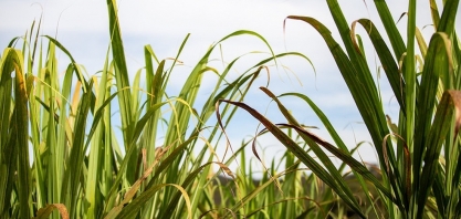 Universidade Federal de Viçosa lança nova variedade de cana destinada a áreas irrigadas e de solo com boa fertilidade natural