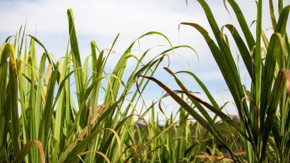Universidade Federal de Viçosa lança nova variedade de cana destinada a áreas irrigadas e de solo com boa fertilidade natural