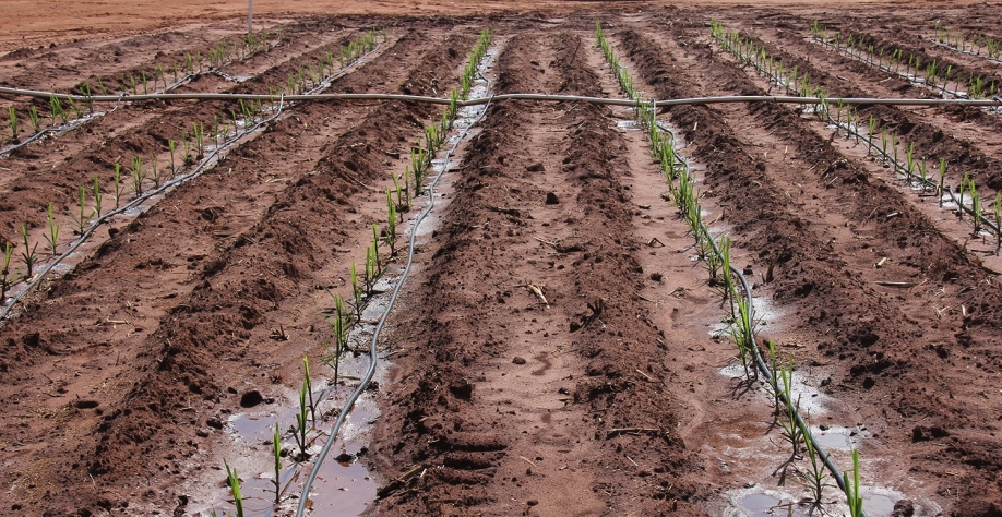  Plantio de MPB para cobrir falhas, para formação de viveiros ou de canaviais, é fundamental a irrigação