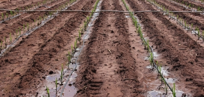 Vai replantar as falhas na soqueira com muda pré-brotada? Não se esqueça de irrigar