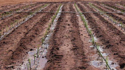 Vai replantar as falhas na soqueira com muda pré-brotada? Não se esqueça de irrigar
