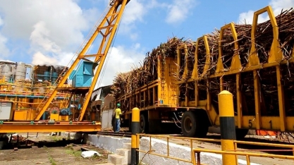 Sindaçúcar-AL : usinas devem moer 18,8 mi de toneladas de cana na safra 21/22