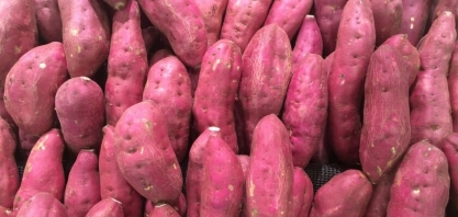 Batata-doce adaptada pode ser usada na produção de etanol