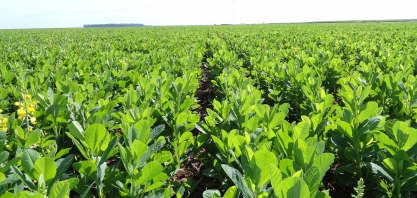 Para a recuperação dos solos, nada como a crotalária