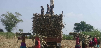 Índia eleva piso para preço da cana-de-açúcar em 1,8%, diz ministro