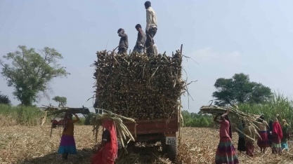 Índia eleva piso para preço da cana-de-açúcar em 1,8%, diz ministro