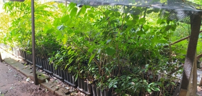 Tereos doa mudas de árvores nativas para Guaíra