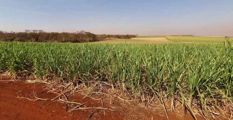  Área que sofre com a seca e com geadas mais leves está verde. Crédito foto: Sergio Quassi de Castro