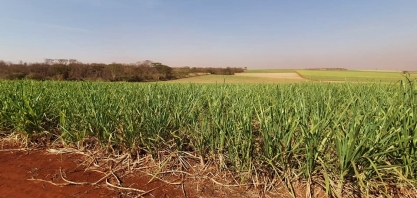Os resultados com tratamento pré-seca e pré-inverno nos canaviais da AgroQuatro-S