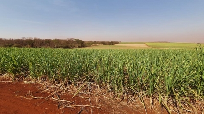 Os resultados com tratamento pré-seca e pré-inverno nos canaviais da AgroQuatro-S