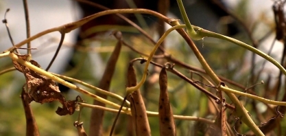Produtores de Coruripe se preparam para plantar feijão em área cedida por usina