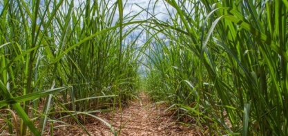 Especialista fala sobre manejo sustentável de pragas na cana-de-açúcar