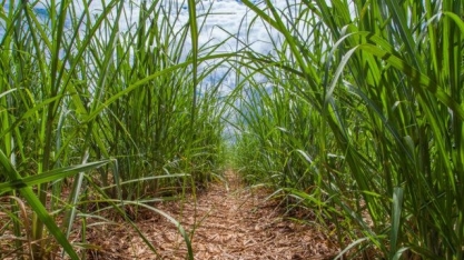 Especialista fala sobre manejo sustentável de pragas na cana-de-açúcar