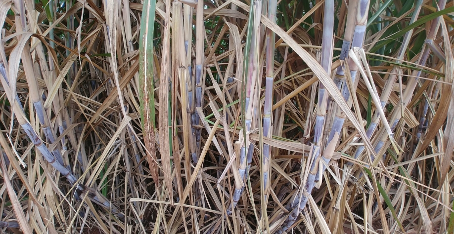 No período de julho e agosto, a cana irá acumular naturalmente sacarose, mas depois é preciso manter a sacarose na volta das chuvas