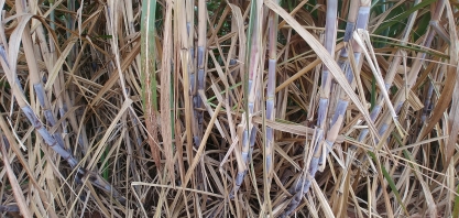 Uso de maturador oferece ganhos não só no início da safra canavieira