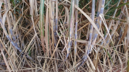 Uso de maturador oferece ganhos não só no início da safra canavieira