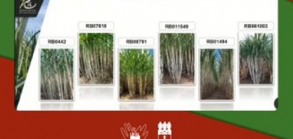 Variedades de cana-de-açúcar da Ufal têm alta produtividade agrícola