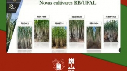 Variedades de cana-de-açúcar da Ufal têm alta produtividade agrícola