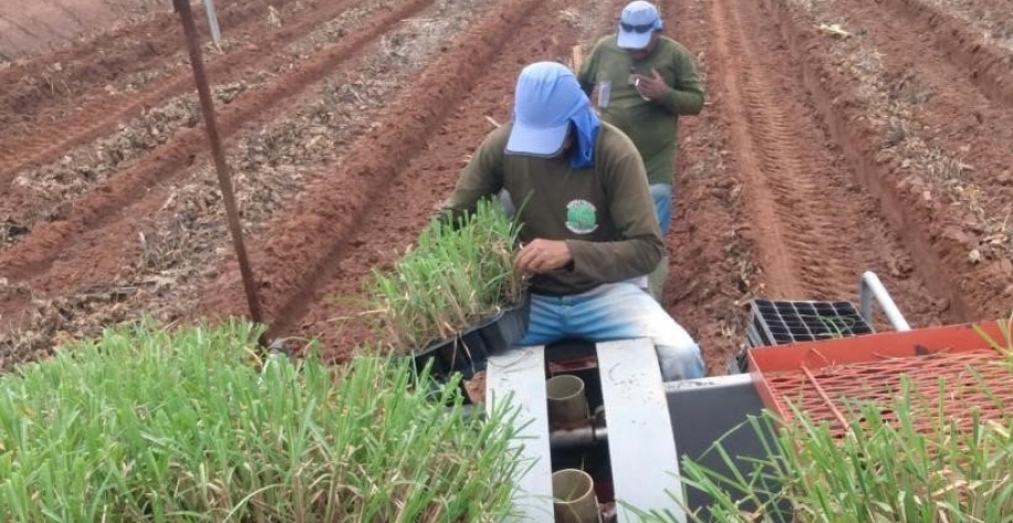 Plantio mecânico de MPB em área total na Agrícola Trevizoli