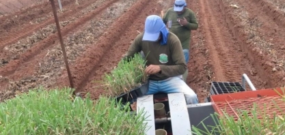 Agrícola Trevizoli utiliza muda pré-brotada para formação de canavial em área total