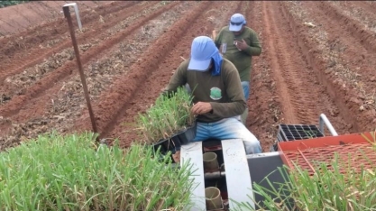 Agrícola Trevizoli utiliza muda pré-brotada para formação de canavial em área total