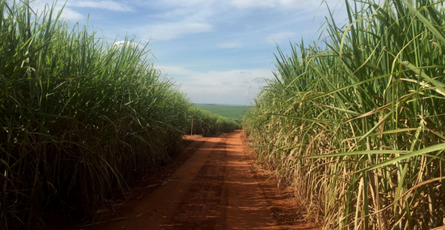 Na comparação com a temporada passada, a produção de etanol de cana do centro-sul cairá quase 10%. Marcelo Teixeira/Reuters