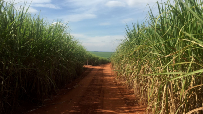 Centro-sul pode produzir mais etanol, mesmo com moagem menor de cana-de-açúcar