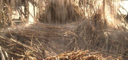 Alagoas antecipa moagem da cana de açúcar