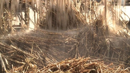 Alagoas antecipa moagem da cana de açúcar