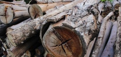 Novos solventes quebram celulose vegetal para bioetanol