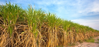 Nova modalidade de seguro deve beneficiar produtores de cana e mitigar riscos climáticos