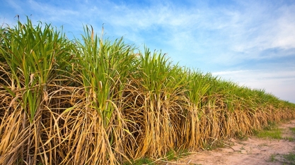 Nova modalidade de seguro deve beneficiar produtores de cana e mitigar riscos climáticos