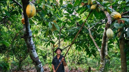 TNC lança guia sobre recuperação de solos degradados no Cerrado