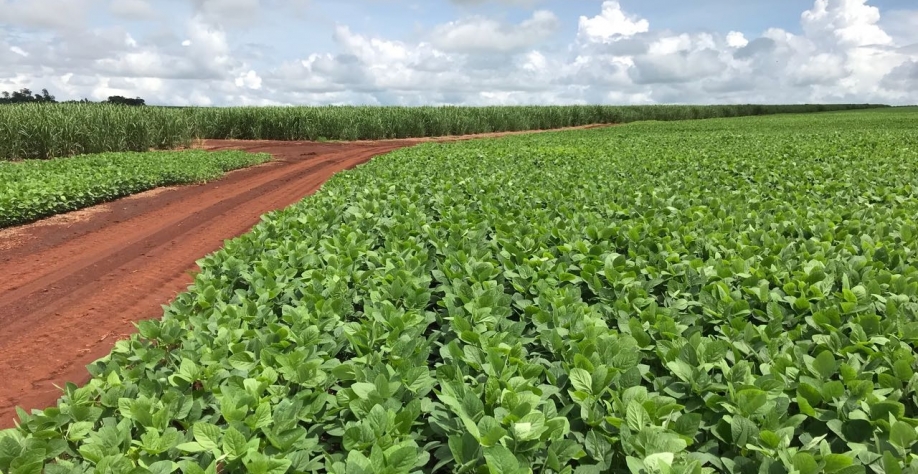 Falta de planejamento impede que usinas e produtores de MS se beneficiem da soja como cultura rotacional. Foto: Arquivo CanaOnline