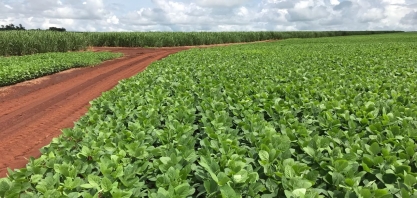 Setor sucroenergético lucra com a soja em Mato Grosso do Sul, mas adesão à rotação pode ser maior