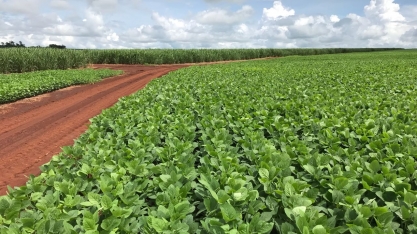 Setor sucroenergético lucra com a soja em Mato Grosso do Sul, mas adesão à rotação pode ser maior