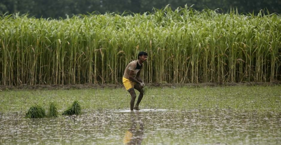 Áreas com plantio de cana-de-açúcar e arroz em Shamli, Índia 19/07/2014 REUTERS/Anindito Mukherjee Foto: Reuters
